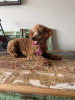Akc 🧬 Clear Bred the Color Red Boy, a male Poodle - Miniature  for sale in Campbell, TX – 5 of 6