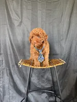 Akc Clear 🧬 Tested Red Poodle Boy 💙 bb, a male Poodle - Miniature  for sale in Campbell, TX – 7 of 10