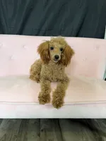 Akc Red Poodle Girl, a female Poodle - Miniature  for sale in Campbell, TX – 5 of 10