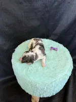 Akc Clear 🧬 tested Blue Merle Phantom Parti Girl Purple Bow, a female Poodle - Miniature  for sale in Campbell, TX – 8 of 10