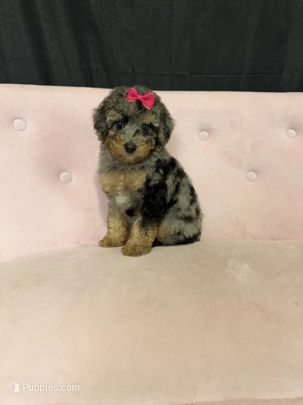 Akc Clear 🧬 Tested Blue Merle Phantom 🩷 – Poodle - Miniature  puppy for sale in Campbell, TX