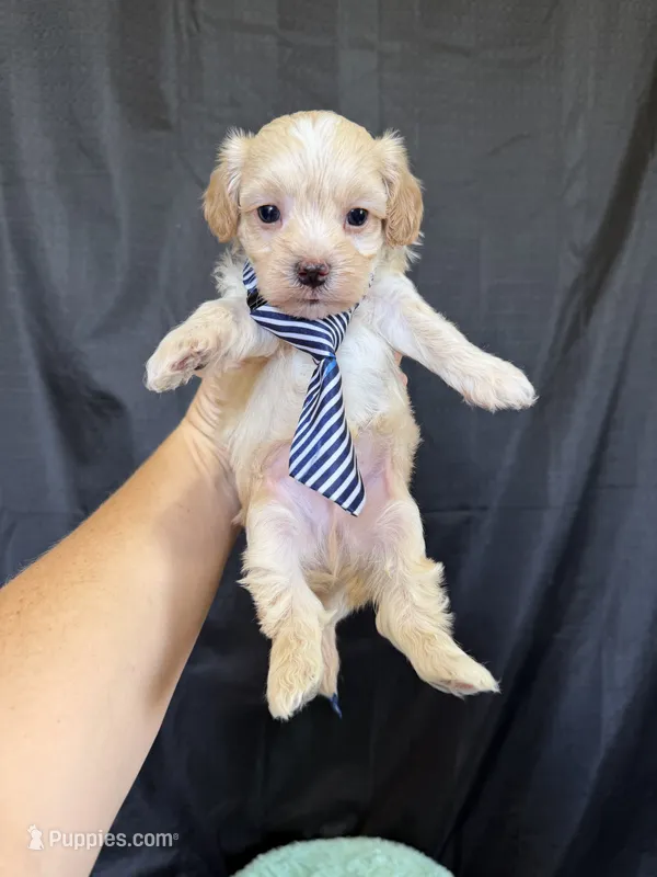 Maltipoo Boy! Blue Tie 💙 – Maltipoo puppy for sale in Campbell, TX