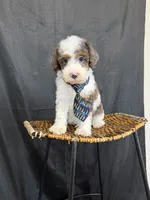 Akc Clear 🧬 Tested Blue Merle Phantom Parti 💙, a male Poodle - Miniature  for sale in Campbell, TX – 3 of 10