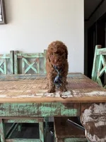 Akc Clear 🧬 Tested Red Poodle Boy 💙, a male Poodle - Miniature  for sale in Campbell, TX – 7 of 10