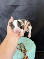 Akc Clear 🧬 tested Blue Merle Parti Gold Tie, a male Poodle - Miniature  for sale in Campbell, TX – 1 of 10
