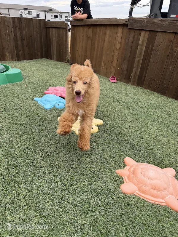 Akc Clear 🧬 Red b/b Phantom Small Moyen – Poodle - Standard  puppy for sale in Campbell, TX