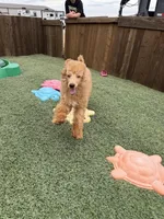 Akc Clear 🧬 Red b/b Phantom Small Moyen, a male Poodle - Standard  for sale in Campbell, TX – 1 of 10