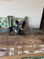 Blue Merle Yorkie Jolie 🩷, a female Yorkshire Terrier for sale in Campbell, TX – 6 of 10