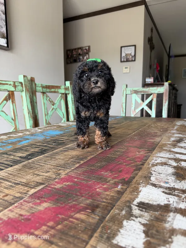 Akc Clear 🧬 Tested Black Phantom Girl – Poodle - Miniature  puppy for sale in Campbell, TX