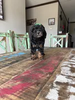 Akc Clear 🧬 Tested Black Phantom Girl, a female Poodle - Miniature  for sale in Campbell, TX – 1 of 10