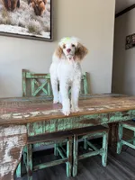 Akc Clear 🧬 Tested Chocolate Phantom Parti 🩷, a female Poodle - Miniature  for sale in Campbell, TX – 8 of 10