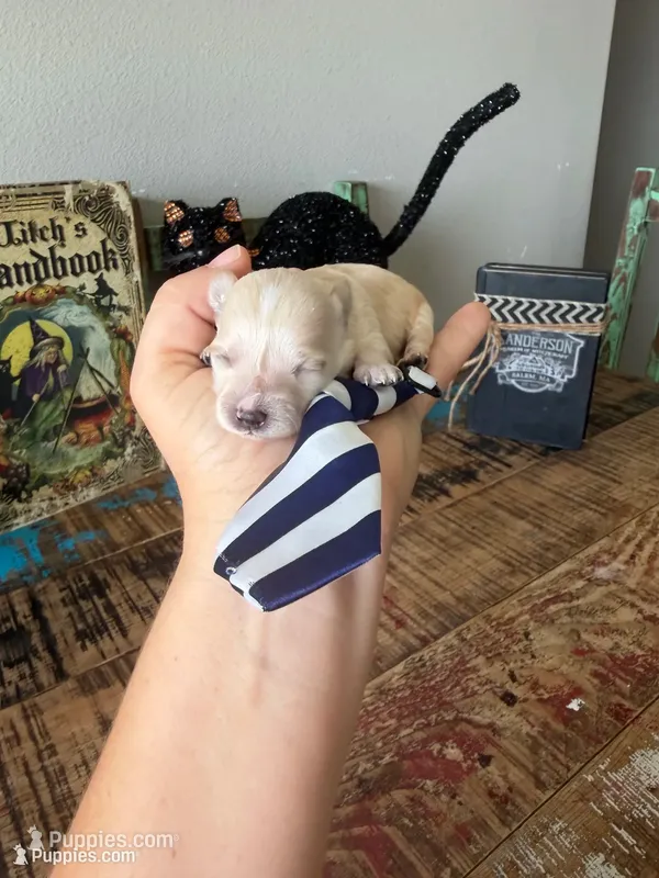 Cali’s Apricot Maltipoo! Blue & White Tie – Maltipoo puppy for sale in Campbell, TX