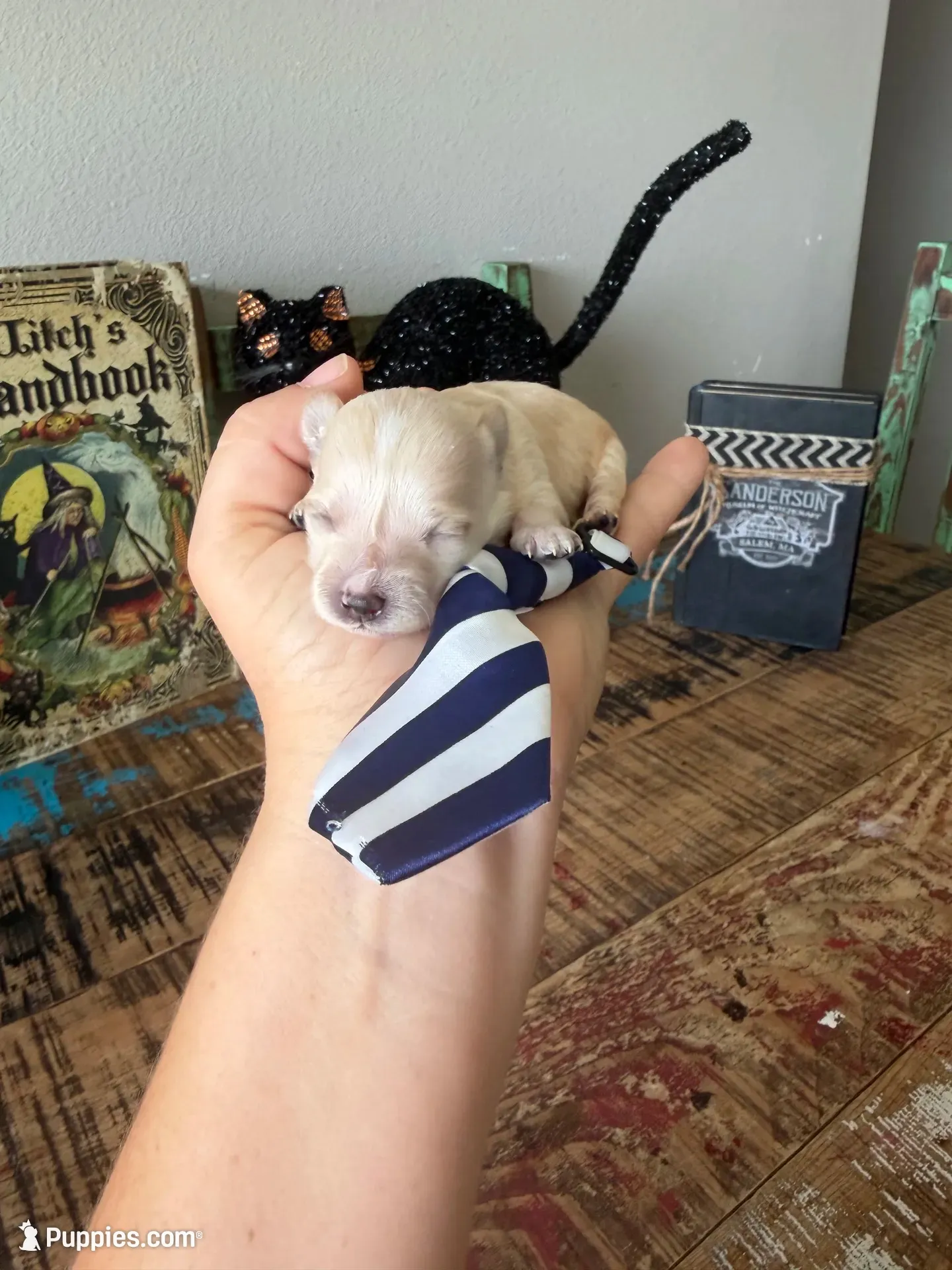 Cali’s Apricot Maltipoo! Blue & White Tie, a male Maltipoo for sale in Campbell, TX – 1 of 10
