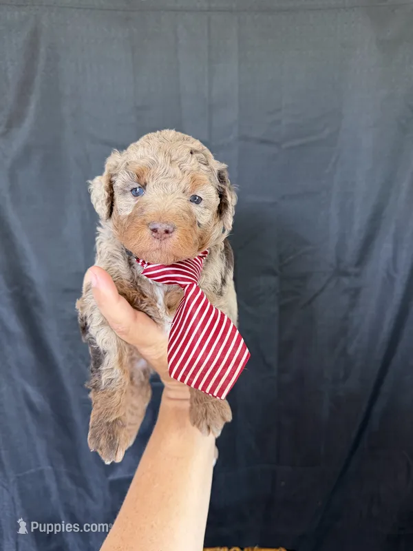 Akc Clear Chocolate Merle Phantom Red Tie – Poodle - Miniature  puppy for sale in Campbell, TX