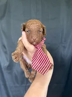 Akc 🧬 Clear Red bb Boy 💙, a male Poodle - Toy  for sale in Campbell, TX – 9 of 10