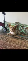 Merle with 2 Blue eyes Pickle, a female Yorkshire Terrier for sale in Campbell, TX – 10 of 10