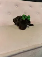 Akc Clear 🧬 tested Chocolate Phantom 🩷, a female Poodle - Miniature  for sale in Campbell, TX – 4 of 10