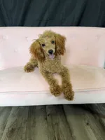 Akc Red Poodle Girl, a female Poodle - Miniature  for sale in Campbell, TX – 8 of 10