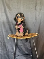 Akc 🧬 Tested Clear Black Phantom Boy 💙, a male Poodle - Miniature  for sale in Campbell, TX – 3 of 10