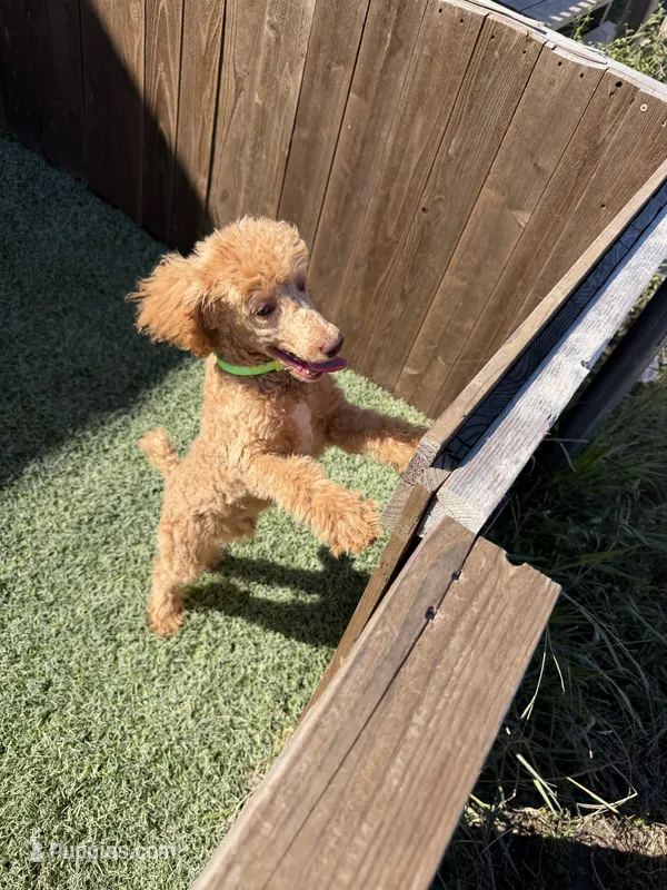 Akc Clear 🧬 At/At Ky/Ky b/b e/e Oliver – Poodle - Miniature  puppy for sale in Campbell, TX