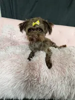 KB Chocolate Yorkie 🩷, a female Yorkshire Terrier for sale in Campbell, TX – 9 of 10