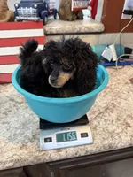 Akc Tiny Black Phantom Boy 💙, a male Poodle - Toy  for sale in Campbell, TX – 9 of 10
