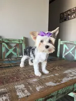 Blue Merle Parti Blue eyes Olive, a female Yorkshire Terrier for sale in Campbell, TX – 3 of 10