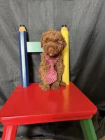Akc Clear Red Toy Poodle Boy 💙 Brown Based, a male Poodle - Toy  for sale in Campbell, TX – 10 of 10