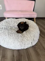 Akc Clear 🧬 Black Phantom Girl 🩷, a female Poodle - Miniature  for sale in Campbell, TX – 5 of 10