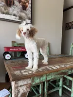 Akc 🧬 Tested Clear AtAt KyKy S/S bb girl , a female Poodle - Miniature  for sale in Campbell, TX – 4 of 10