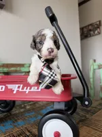 Akc Clear 🧬 tested Blue Merle Parti Stripes Tie, a male Poodle - Miniature  for sale in Campbell, TX – 9 of 10
