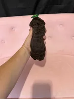 Akc Clear 🧬 tested Chocolate Phantom 🩷, a female Poodle - Miniature  for sale in Campbell, TX – 9 of 10