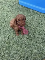 Akc 🧬 Clear Bred the Color Red Boy 💙, a male Poodle - Toy  for sale in Campbell, TX – 6 of 10