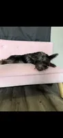 Blue Merle Yorkie Jolie 🩷, a female Yorkshire Terrier for sale in Campbell, TX – 6 of 9
