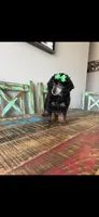 Akc Clear 🧬 Black Phantom Small Mini 🩷, a female Poodle - Miniature  for sale in Campbell, TX – 8 of 9