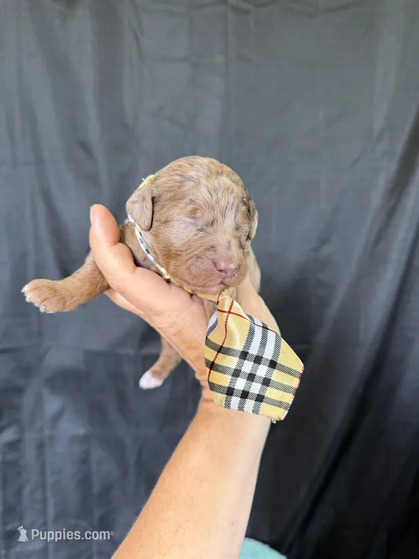 Akc Clear Chocolate Merle Phantom White Tie – Poodle - Miniature  puppy for sale in Campbell, TX