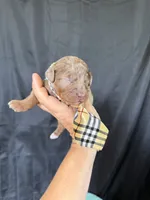 Akc Clear Chocolate Merle Phantom White Tie, a male Poodle - Miniature  for sale in Campbell, TX – 1 of 6
