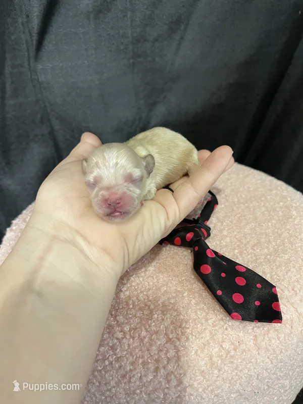 Maltipoo Boy! Black Tie! 🖤 – Maltipoo puppy for sale in Campbell, TX