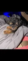 Akc Tiny Black Phantom Boy 💙, a male Poodle - Toy  for sale in Campbell, TX – 9 of 10