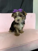 Sweet Parti Girl, a female Yorkshire Terrier for sale in Campbell, TX – 6 of 10