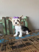 Blue Merle Parti Blue eyes Olive, a female Yorkshire Terrier for sale in Campbell, TX – 8 of 10