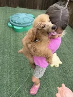 Akc Clear 🧬 Red b/b Phantom Small Moyen, a male Poodle - Standard  for sale in Campbell, TX – 7 of 10