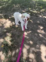 Akc Clear 🧬 Tested Chocolate Phantom Parti, a female Poodle - Miniature  for sale in Campbell, TX – 7 of 10