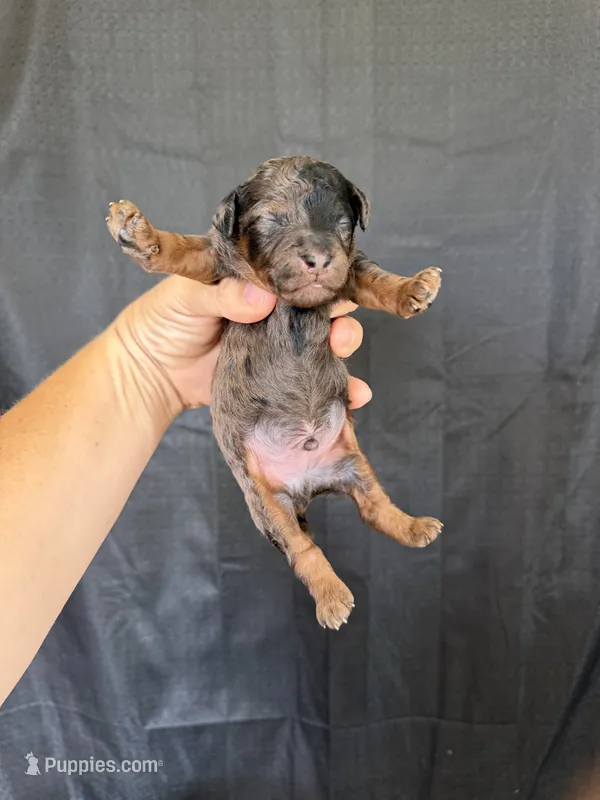 Akc Clear Blue Merle Phantom Boy 💙 – Poodle - Miniature  puppy for sale in Campbell, TX