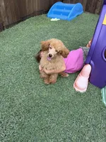 Akc Clear 🧬 Red b/b Phantom Small Moyen, a male Poodle - Standard  for sale in Campbell, TX – 2 of 10