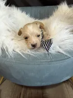 Maltipoo Boy! Blue Tie 💙, a male Maltipoo for sale in Campbell, TX – 10 of 10