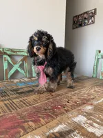 Akc 🧬 Tested Clear Black Phantom Boy 💙, a male Poodle - Miniature  for sale in Campbell, TX – 5 of 10