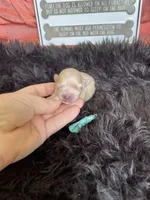 Maltipoo! Girl! Turquoise Bow! 💚, a female Maltipoo for sale in Campbell, TX – 6 of 7