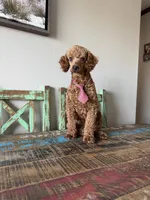 Akc 🧬 Clear Bred the Color Red Bentley 💙, a male Poodle - Miniature  for sale in Campbell, TX – 6 of 10