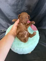Akc 🧬 Clear Red bb Boy 💙, a male Poodle - Toy  for sale in Campbell, TX – 10 of 10